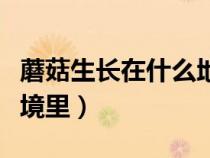 蘑菇生長在什么地方（蘑菇生長在什么樣的環(huán)境里）