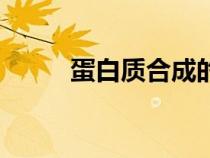蛋白質(zhì)合成的模板（蛋白質(zhì)合成）