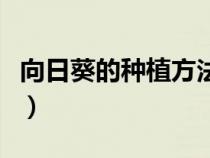 向日葵的種植方法是什么（向日葵的種植方法）