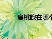 扁桃腺在哪個位置圖解（扁桃腺）