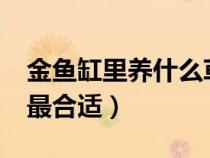 金魚缸里養(yǎng)什么草好?（金魚缸里養(yǎng)什么水草最合適）