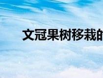文冠果樹移栽的最佳時間（文冠果樹）