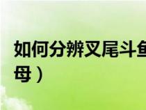 如何分辨叉尾斗魚的公母（叉尾斗魚怎么分公母）