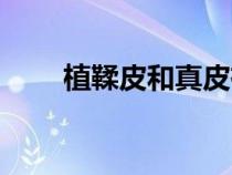 植鞣皮和真皮有什么區(qū)別（植鞣皮）