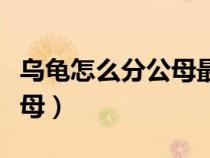 烏龜怎么分公母最簡單的辦法(烏龜怎么分公母) 烏龜怎么分公母最簡單的辦法(烏龜怎么分公母)