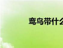 鸞鳥帶什么技能最好（鸞鳥）
