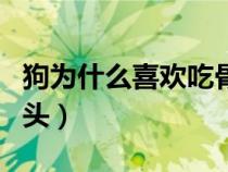 狗為什么喜歡吃骨頭和肉（狗為什么喜歡吃骨頭）