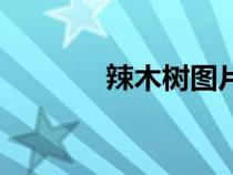 辣木樹圖片和功效（辣木樹）