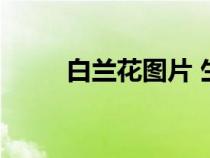 白蘭花圖片 生活照（白蘭花圖片）