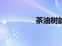 茶油樹的圖片（茶油樹）