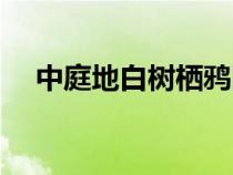 中庭地白樹棲鴉圖片（中庭地白樹棲鴉）