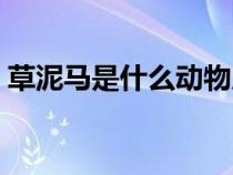 草泥馬是什么動(dòng)物原名（草泥馬是什么動(dòng)物）