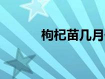 枸杞苗幾月份栽合適（枸杞苗）