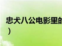 忠犬八公電影里的狗是什么狗（忠犬八公電影）