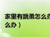 家里有跳蚤怎么辦能除根圖片（家里有跳蚤怎么辦）