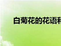 白菊花的花語和象征（白菊花的花語）