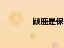 鼷鹿是保護動物嗎（鼷鹿）