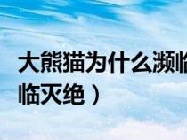 大熊貓為什么瀕臨滅絕英語（大熊貓為什么瀕臨滅絕）
